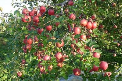 因地制宜，科学规划——农村果树种植致富指南