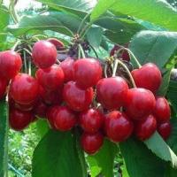 盆栽果树苗产品图鉴 从图片大全到种植指南