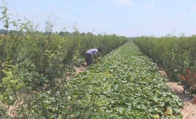 泾阳红苕叶子变身“金叶子”，一斤六元背后的果树种植新思路