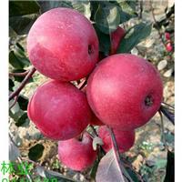 新乡果树种植产业 苗木培育与机械化发展的区域特色