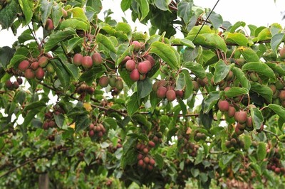 果树种植 选择与经营指南，开启绿色致富路