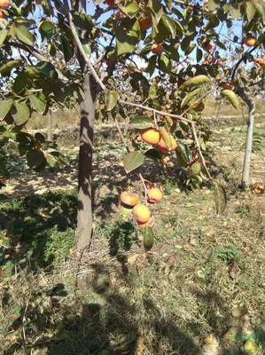 绛县景森苗木种植专业合作社 引领果树种植的绿色发展与创新实践